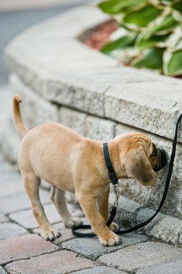 Jupiterimages/Photos.com/Getty Images Frequently walking your puppy can help prevent potty accidents.