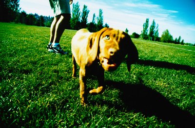 Ryan McVay/Photodisc/Getty Images Show your dog where he's allowed to "go" in the yard.