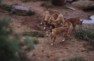 Hemera Technologies/Photos.com/Getty Images The Australian cattle dog wouldn't exist if not for the dingo.