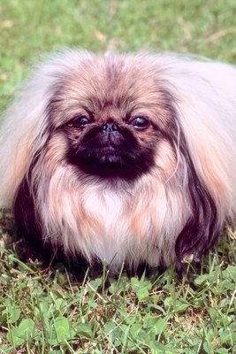 Jupiterimages/Photos.com/Getty Images Pekingese dogs have simutaneously sturdy and small physiques.