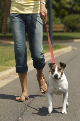 Kane Skennar/Photodisc/Getty Images Noninvasive sterilization with a zincum gluconicum compound leaves your dog's testicles intact.