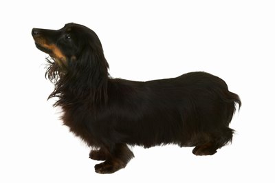 George Doyle & Ciaran Griffin/Stockbyte/Getty Images Miniature long-haired dachshunds are variations of the breed.
