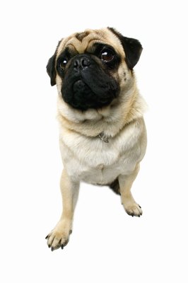 George Doyle & Ciaran Griffin/Stockbyte/Getty Images Anal sac woes can show up in any and all canines.