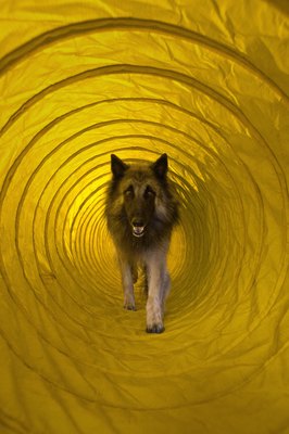Apple Tree House/Lifesize/Getty Images Flexible tunnels can set be up in several configurations.
