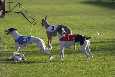 Jupiterimages/Photos.com/Getty Images Adoptable greyhounds are usually more than 2 years old when their racing careers end.