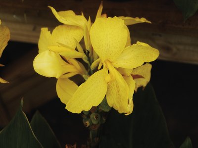 Medioimages/Photodisc/Photodisc/Getty Images You can enjoy those cannas even more knowing they're safe for Pal.