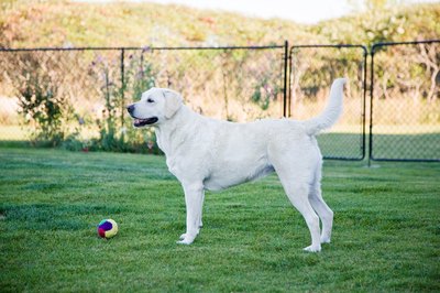 Jupiterimages/Photos.com/Getty Images Many kennels have outdoor exercise areas.