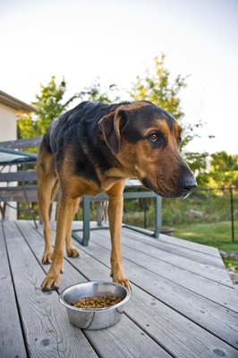 Jupiterimages/Photos.com/Getty Images Most canine digestive problems clear up within a few days.