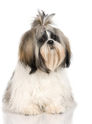 Jupiterimages/Photos.com/Getty Images Retinal detachments are particularly common in shih tzus.