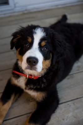 Jupiterimages/Photos.com/Getty Images For puppies, deck and balcony safety is of utmost importance.
