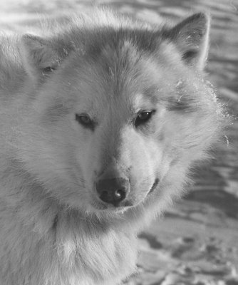 Three Lions/Hulton Archive/Getty Images The Alaskan husky is a mixed-breed Northern-style dog that was used to develop the Alaskan Klee Kai.