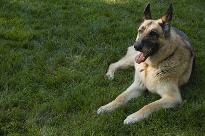 Jupiterimages/Comstock/Getty Images Progressive myelopathy is not unusual in German shepherds.