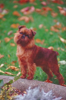 Jupiterimages/Photos.com/Getty Images The Brussels Griffon toy dog is a tiny, energetic and sweet-natured dog.