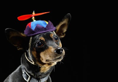 Ryan McVay/Stockbyte/Getty Images Miniature pinschers are good with children, as long as you ensure your kids treat them well.