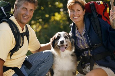 Comstock/Stockbyte/Getty Images Medication can treat high blood pressure in dogs, but cannot cure the condition.