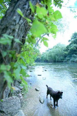 Jupiterimages/Photos.com/Getty Images Throw some raw bacon into the stream and your pup's at risk for giardia and trichinosis.