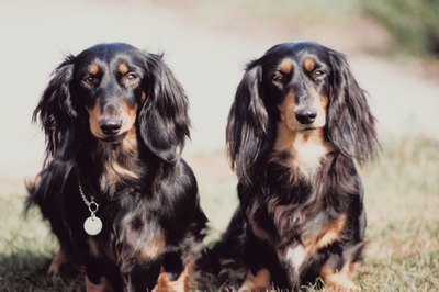Jupiterimages/Photos.com/Getty Images Commit the time to grooming your dog regularly to keep him smooth and tangle-free.