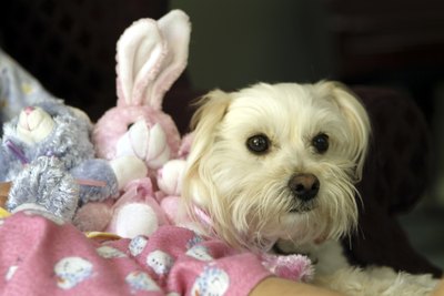 Jupiterimages/Photos.com/Getty Images A little blue is often enough to restore the white to your pooch's coat.