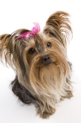 BananaStock/BananaStock/Getty Images Yorkie owners have a wide array of hairstyles from which to choose for their pooch.