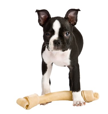 Jupiterimages/PhotoObjects.net/Getty Images "Don't even think of taking my bone."