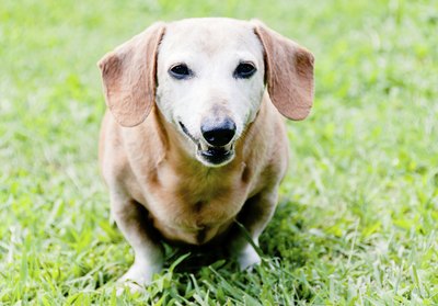 Mhuett/iStock/Getty Images Bring Fido to the vet to get a proper diagnosis if he's exhibiting symptoms of diabetes.