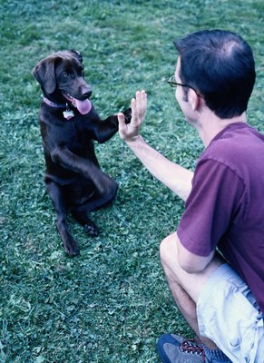 Ryan McVay/Photodisc/Getty Images Pawing is a natural action with many meanings.