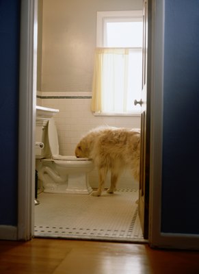 Ryan McVay/Photodisc/Getty Images Don't let Rover take a sip of "Toilet Spring."