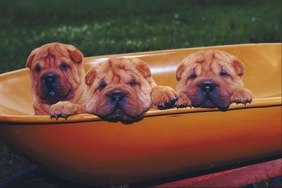 Jupiterimages/Photos.com/Getty Images Shar-Peis are among the breeds reported to be at higher risk of developing carpal valgus.