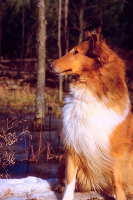 Jupiterimages/Photos.com/Getty Images Collies have double coats that can tangle easily.