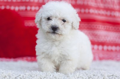 kirendia/iStock/Getty Images You'll have to wait to learn whose genes win out in a bichon-poodle mix.