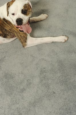 DTP/Digital Vision/Getty Images Digging behaviors in dogs are no surprise.