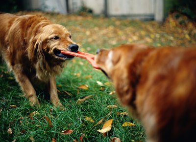 Ryan McVay/Photodisc/Getty Images Rugged interactive toys provide hours of fun for your pets
