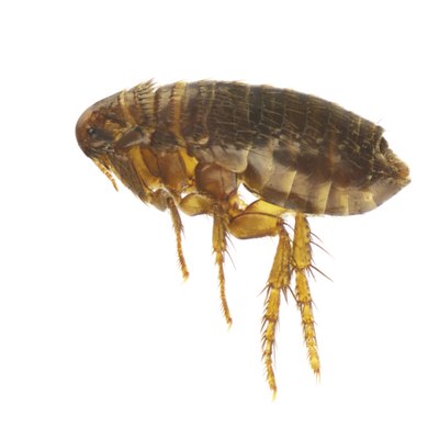 cosmln/iStock/Getty Images The cat flea is the most common of several flea species infesting dogs.