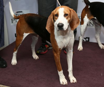 Astrid Stawiarz/Getty Images Entertainment/Getty Images Treeing walker coonhounds can be mistaken for tall beagles.