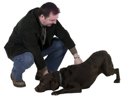 PhotoObjects.net/PhotoObjects.net/Getty Images Give your dog Capstar, wait a short time and you'll see fleas leaving his body.