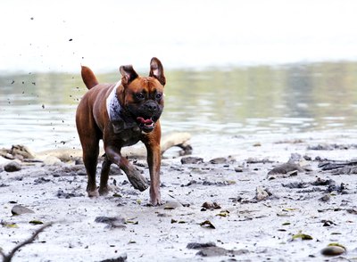 Carmelka/iStock/Getty Images Cleaning your dog's muddy tracks gets old fast.