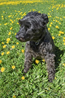 yannp/iStock/Getty Images A schnauzer will enjoy exploring in the green grass.