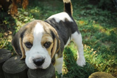 Tashi-Delek/iStock/Getty Images Beagles have irresistable expressive hound eyes.