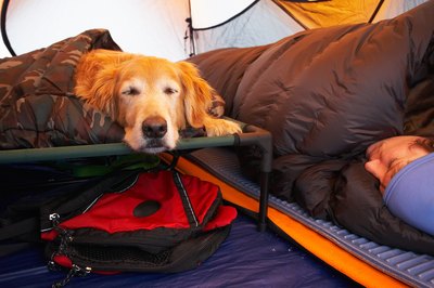 Jupiterimages/Photos.com/Getty Images Elevated dog beds protect your buddy's hips and joints from stiffness that can occur from lying on hard surfaces.