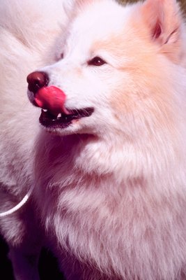 Jupiterimages/Photos.com/Getty Images Your dog's excessive licking could be by a poor diet.