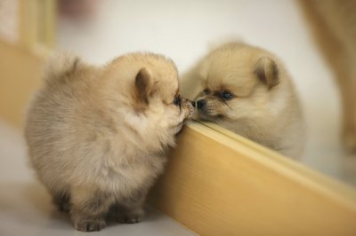 NinGNunG/iStock/Getty Images A dog may interact with the mirror on first glance.