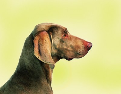Photodisc/Photodisc/Getty Images The Weimaraner's head is more refined than that of the Labrador retriever.