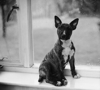 Chaloner Woods/Valueline/Getty Images Correcting your dog's jumping can keep your house intact.