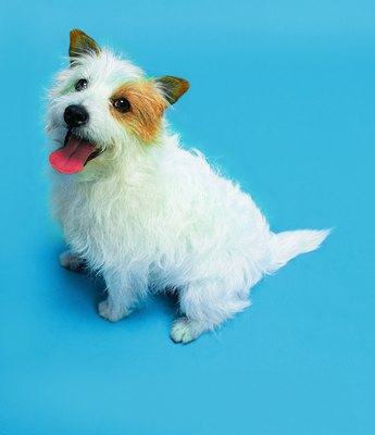Photodisc/Photodisc/Getty Images Excessive panting, drinking and urinating may be signs of hormone imbalance.