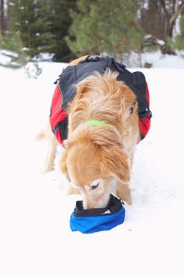 Jupiterimages/Photos.com/Getty Images Sodium erythorbate is fine for a dog to eat as long as he is healthy.