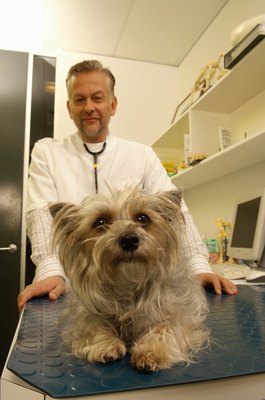 Dean Golja/Digital Vision/Getty Images Let a vet address your pooch's uncontrollable shivering.