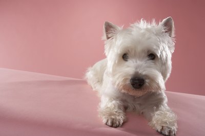 Chris Amaral/Digital Vision/Getty Images Some medications can bring on dry eye in dogs.