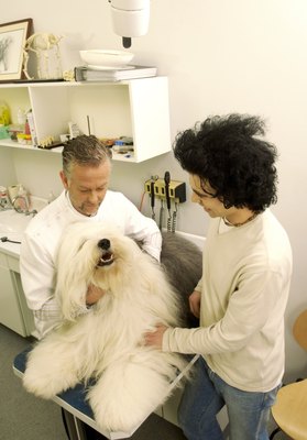 Dean Golja/Digital Vision/Getty Images Your veterinarian will examine your dog's skin before diagnosing mycobacterium.