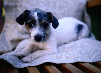 Ryan McVay/Photodisc/Getty Images A healthy puppy may be slender but should not be bony.