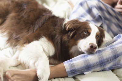 Chris Amaral/Digital Vision/Getty Images Your dog may take to his sick bed if he snacks on some elephant ears.